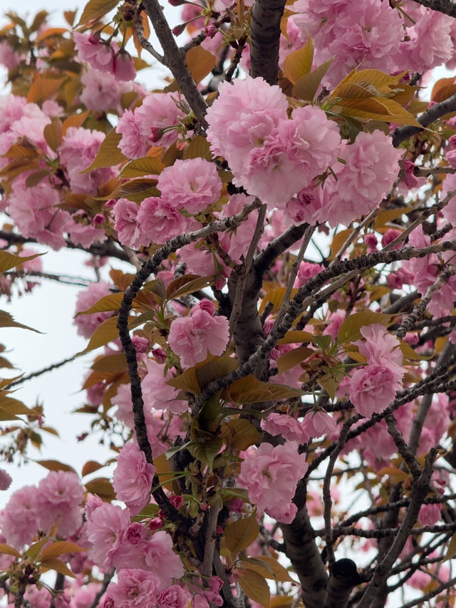 東京｜隅田公園的櫻花盛宴