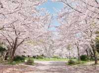 Osaka Castle Park Cherry Blossoms: A Fairytale in Pink