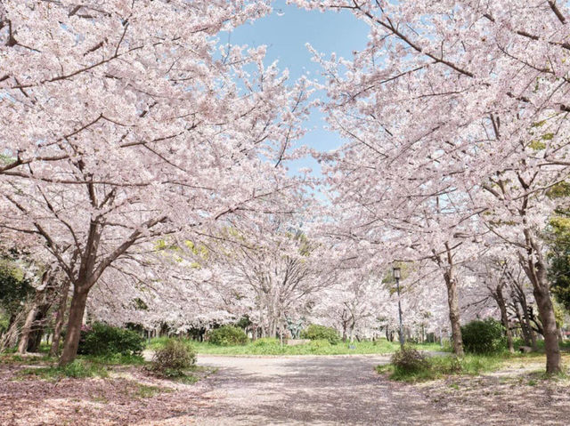 Osaka Castle Park Cherry Blossoms: A Fairytale in Pink