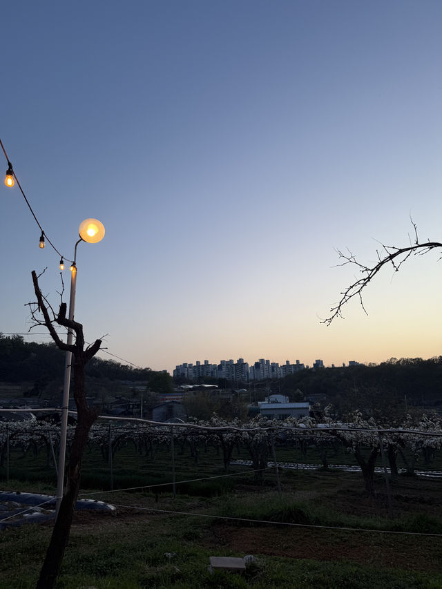 봄에 눈꽃같은 풍경을 볼 수 있는 곳! 늘솜당
