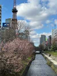 Cherry Blossom in the Breeze: A Nakajima Spring Story