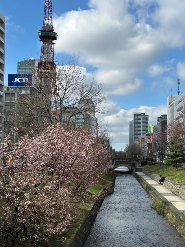 Cherry Blossom in the Breeze: A Nakajima Spring Story