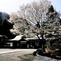 Suwa Taisha, Nagano