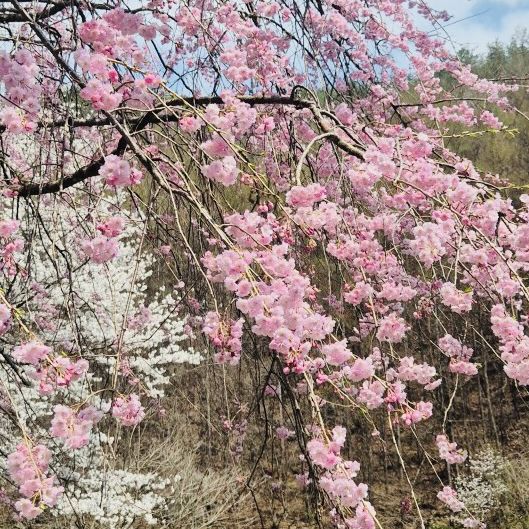 A Late Bloom Drive Through Byeonggok Village's Weeping Cherry Blossom Road