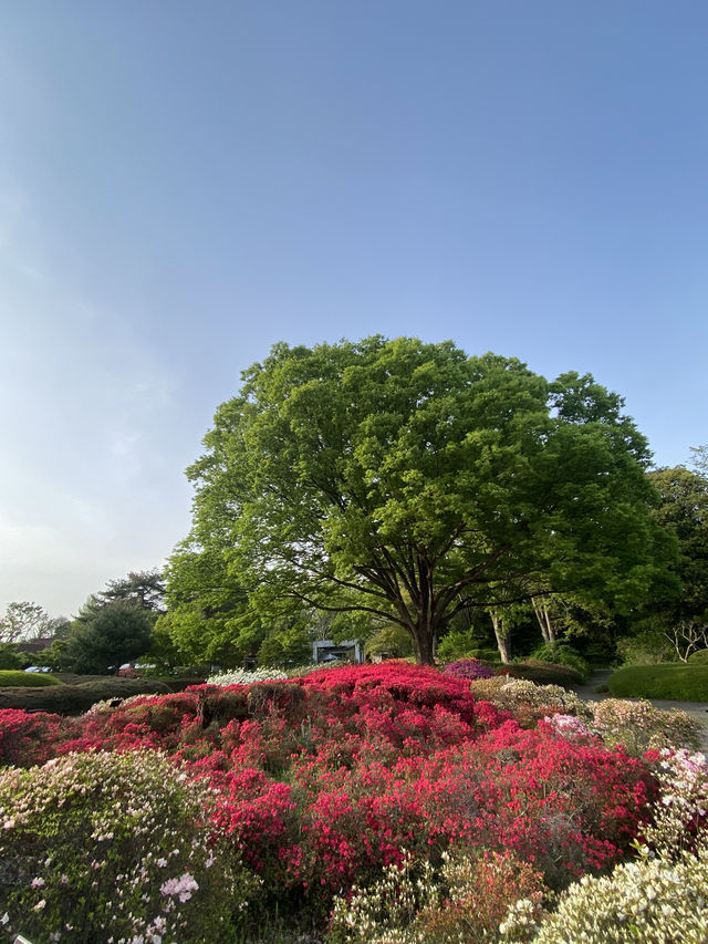 【都内で自然さんぽ】神代植物公園