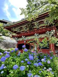 【栃木】紫陽花の人気スポット 仁王門と紫陽花、花手水など