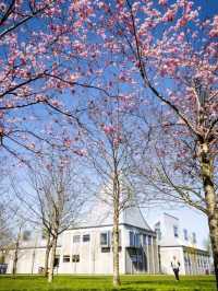 Where to Find the Most Beautiful Cherry Blossoms in Denmark