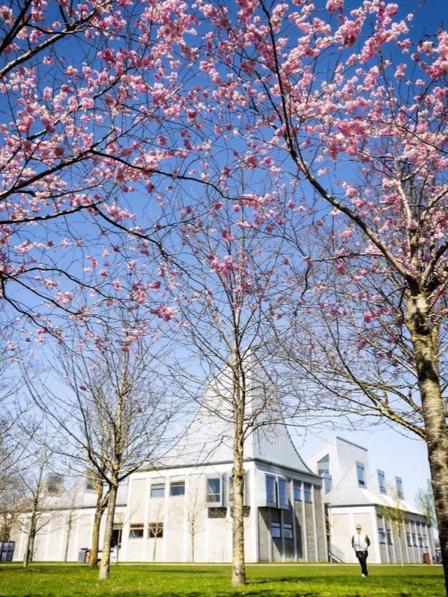 Where to Find the Most Beautiful Cherry Blossoms in Denmark
