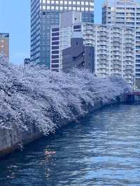 “Twilight Petals: The Lantern River of Meguro”