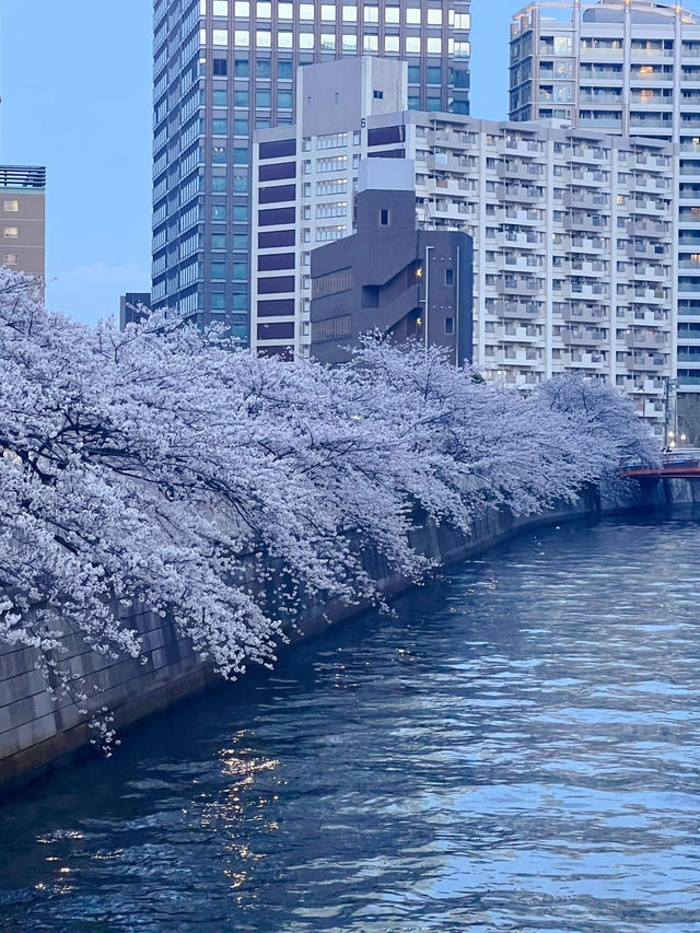 “Twilight Petals: The Lantern River of Meguro”