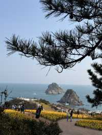 Where Daffodils Meet the Sea: Spring Magic at Oryukdo 💫