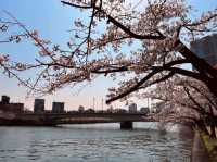 大阪賞櫻-毛馬櫻之宮公園，JR一出站就是浪漫的櫻花海