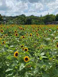 香港｜有向日葵花海的地方🌻——元朗信芯園