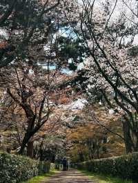 Honestly, kinda the perfect low-key hanami hangout.