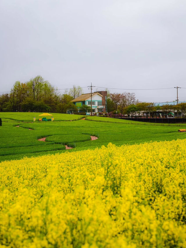 Boryeonara academy farm