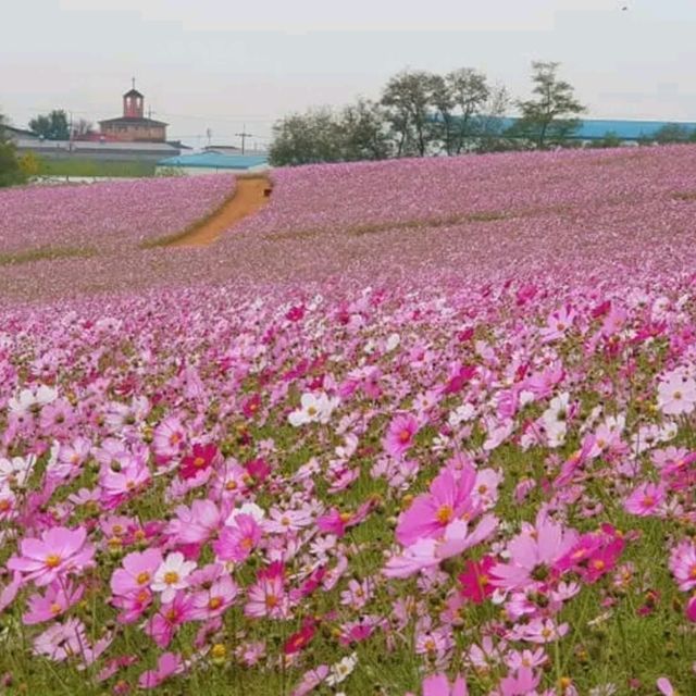 A Peaceful Day in Nature’s Embrace: Anseong Farmland