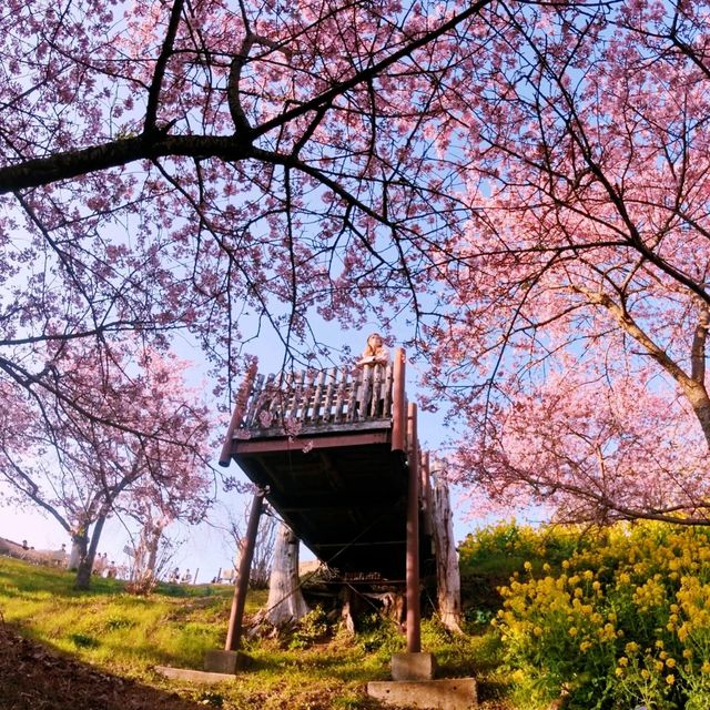 Matsuda Cherry Blossom Festival: Spring’s Early Arrival