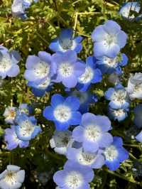 Title: Nagai Botanical Garden – Osaka’s Urban Oasis of Nature and Art