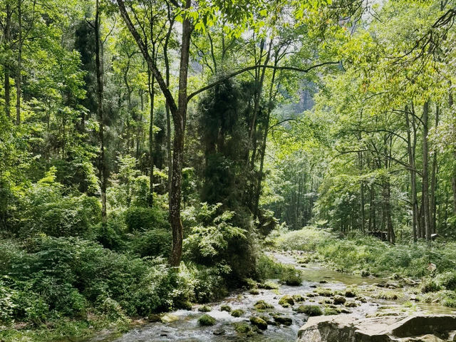 Weekend Escape to Zhangjiajie: A Jaw-Dropping Adventure!** 🌄✨   