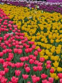 維多利亞公園鮮花任賞