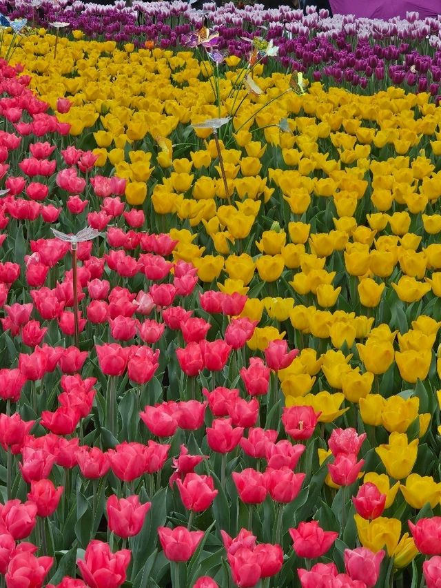 維多利亞公園鮮花任賞