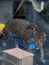 Penguins, Polar Bears & Pocket-Friendly Prices – Only at Tennoji Zoo!