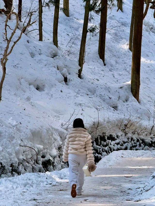 Jigokudani Yaen-Koen – Where Snow Monkeys Soak in Hot Springs