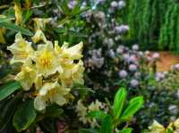 Flower in Bloom at Ascott: A Dreamy English Garden Escape