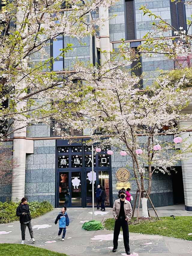 Cherry Blossoms in Concrete Dreams: A Spring Glimpse at 1000 Trees, Shanghai