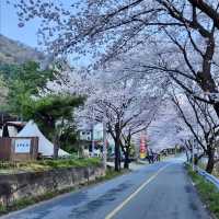 HADONG: KOREA’S SPRINGTIME CHERRY BLOSSOM PARADISE