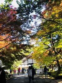 【京都・山科】  知る人ぞ知る絶景寺院「毘沙門堂門跡」で、静かで美しい京都時間を🍁🌸