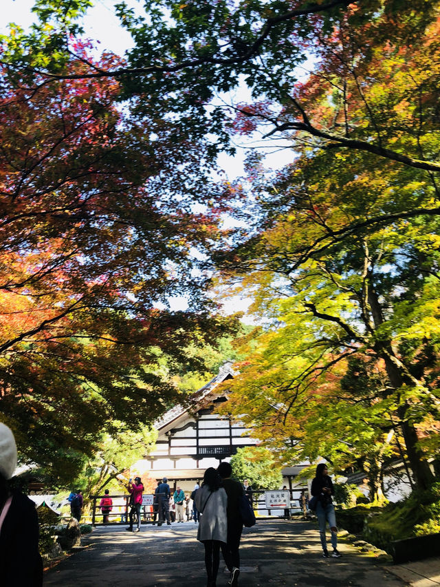【京都・山科】  知る人ぞ知る絶景寺院「毘沙門堂門跡」で、静かで美しい京都時間を🍁🌸