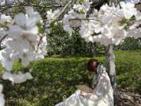 Cherry blossoms in Hangzhou (2025.03.26) 