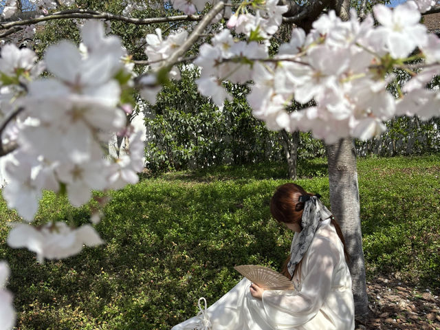 Cherry blossoms in Hangzhou (2025.03.26) 