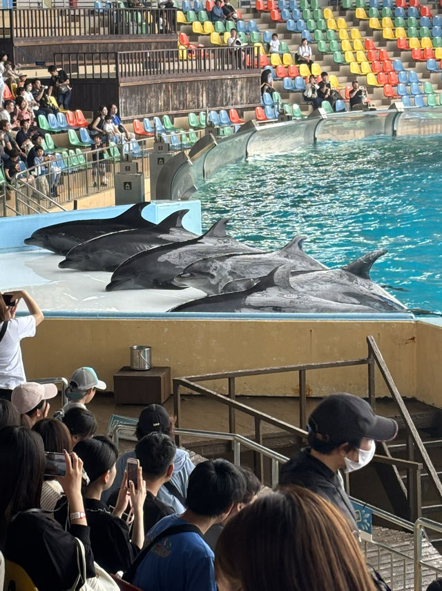 白浜のパンダ、30年間ありがとう❤️
