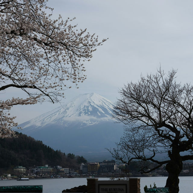Epic Spring Mt. Fuji Framed by Sakura at Chureito Pagoda