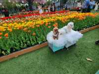 You Won’t Believe This Is in Hong Kong: A Stunning Tulip Garden at Lake Egret Nature Park