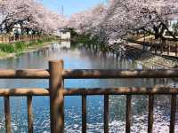 🇯🇵【愛媛県】ひょうたん池で最高の桜🌸を(^^)
