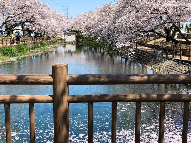 🇯🇵【愛媛県】ひょうたん池で最高の桜🌸を(^^)