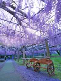 【行く前にこれ見て】息をのむほど美しい藤のトンネルに酔いしれる💜✨※観光攻略情報付き