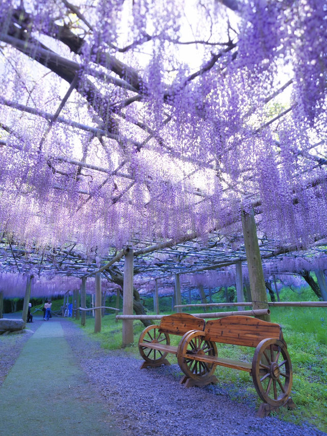 【行く前にこれ見て】息をのむほど美しい藤のトンネルに酔いしれる💜✨※観光攻略情報付き