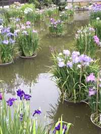 【福岡観光】色とりどりの紫陽花が浮かぶ花手水❁⃘