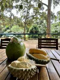 Penang | Durian Lover 2025.05.31