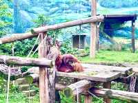 ［新竹旅遊］新竹市立動物園-親子共遊好去處🐒