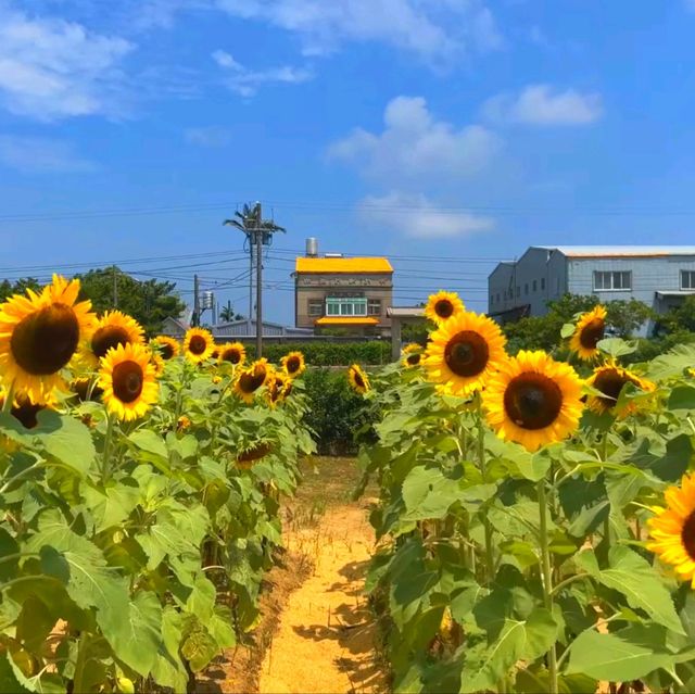 台灣