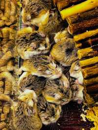 Whiskers & Wonders: The Enchanting Petting Zoo at Lost World of Tambun 