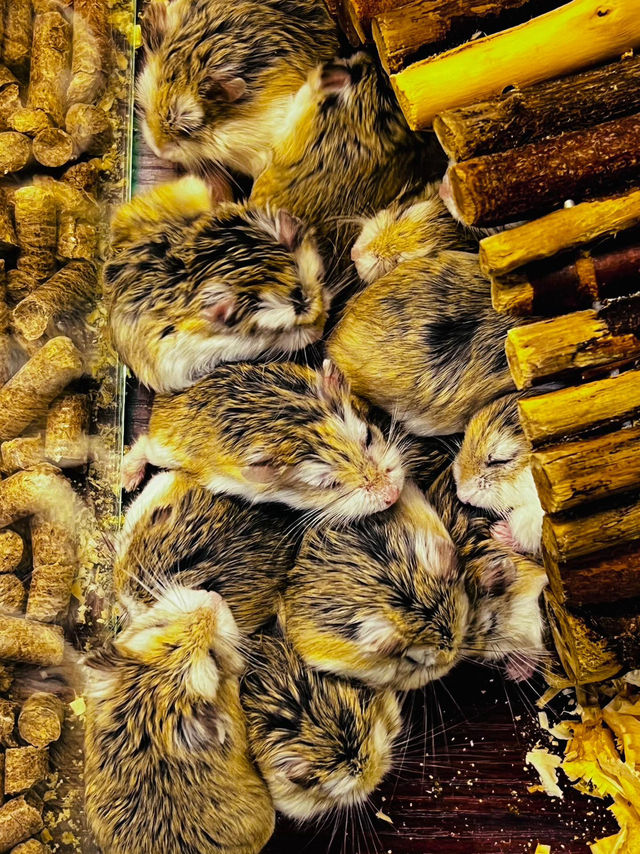 Whiskers & Wonders: The Enchanting Petting Zoo at Lost World of Tambun 
