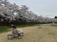 🌸 日本高山賞櫻實用指南🌸