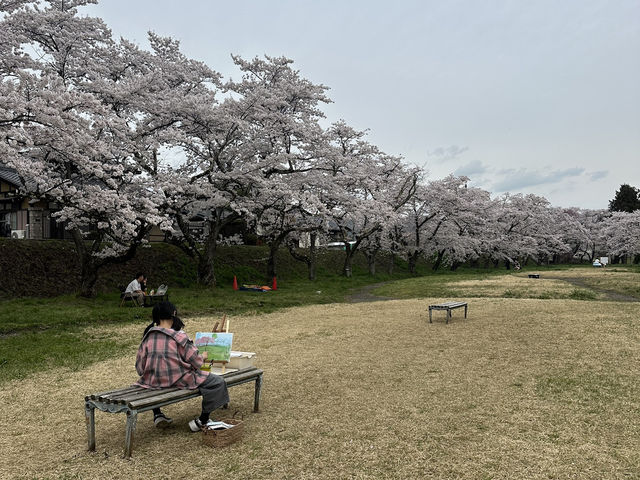 🌸 日本高山賞櫻實用指南🌸