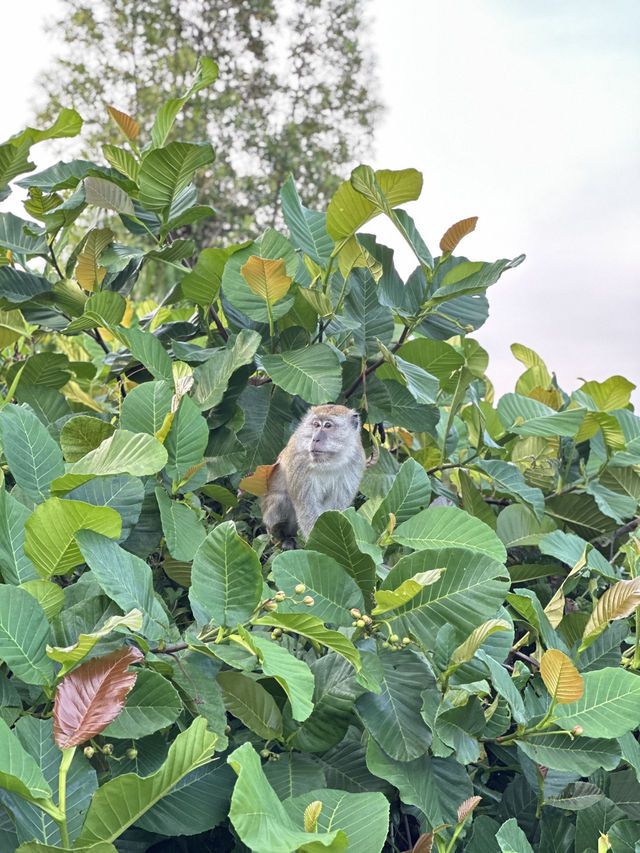 Evening Walks & Wind-Downs: My Chill Escape to Taman Tasik Cyberjaya